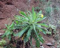 06-15-2001 : Tenerife, Jour 06, Forêt pluviale, Massif Taganana, Anaga