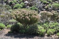 06-04-2009 : Tenerife, Jour 02, El Portillo JB, las Cañadas, Caldera du Teide