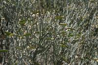 06-04-2009 : Tenerife, Jour 02, El Portillo JB, las Cañadas, Caldera du Teide