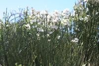 06-04-2009 : Tenerife, Jour 02, El Portillo JB, las Cañadas, Caldera du Teide