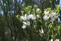 06-04-2009 : Tenerife, Jour 02, El Portillo JB, las Cañadas, Caldera du Teide