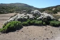 06-04-2009 : Tenerife, Jour 02, El Portillo JB, las Cañadas, Caldera du Teide