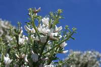 06-04-2009 : Tenerife, Jour 02, El Portillo JB, las Cañadas, Caldera du Teide