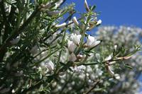 06-04-2009 : Tenerife, Jour 02, El Portillo JB, las Cañadas, Caldera du Teide