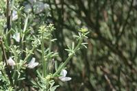 06-04-2009 : Tenerife, Jour 02, El Portillo JB, las Cañadas, Caldera du Teide