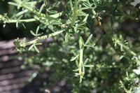 06-04-2009 : Tenerife, Jour 02, El Portillo JB, las Cañadas, Caldera du Teide