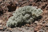 06-04-2009 : Tenerife, Jour 02, El Portillo JB, las Cañadas, Caldera du Teide