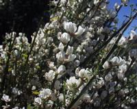 06-10-2001 : Tenerife, Jour 01, El Portillo JB, las Cañadas