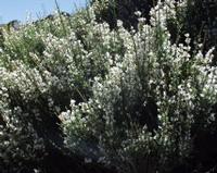 06-10-2001 : Tenerife, Jour 01, El Portillo JB, las Cañadas