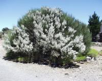 06-10-2001 : Tenerife, Jour 01, El Portillo JB, las Cañadas