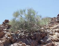06-10-2001 : Tenerife, Jour 01, El Portillo JB, las Cañadas