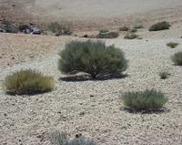 06-10-2001 : Tenerife, Jour 01, El Portillo JB, las Cañadas