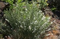 05-27-2009 : La Palma, Jour 05, Roque de los muchachos, Caldera de Taburiente, Observatoires, El Time