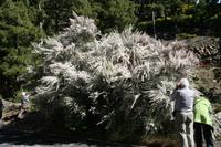 05-27-2009 : La Palma, Jour 05, Roque de los muchachos, Caldera de Taburiente, Observatoires, El Time