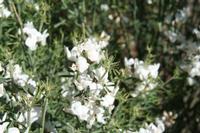 05-27-2009 : La Palma, Jour 05, Roque de los muchachos, Caldera de Taburiente, Observatoires, El Time