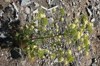 06-07-2009 : Tenerife, Jour 05, la Ladera de Güimar, Mirador Don Martin, Corona Forestal