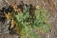 06-07-2009 : Tenerife, Jour 05, la Ladera de Güimar, Mirador Don Martin, Corona Forestal