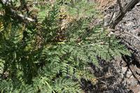 06-07-2009 : Tenerife, Jour 05, la Ladera de Güimar, Mirador Don Martin, Corona Forestal