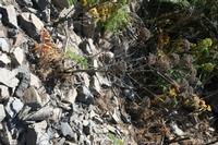 06-07-2009 : Tenerife, Jour 05, la Ladera de Güimar, Mirador Don Martin, Corona Forestal