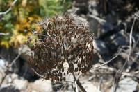 06-07-2009 : Tenerife, Jour 05, la Ladera de Güimar, Mirador Don Martin, Corona Forestal