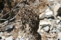 06-07-2009 : Tenerife, Jour 05, la Ladera de Güimar, Mirador Don Martin, Corona Forestal