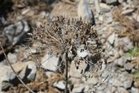 06-07-2009 : Tenerife, Jour 05, la Ladera de Güimar, Mirador Don Martin, Corona Forestal