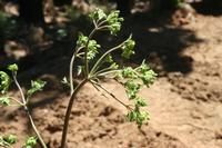 06-07-2009 : Tenerife, Jour 05, la Ladera de Güimar, Mirador Don Martin, Corona Forestal