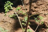 06-07-2009 : Tenerife, Jour 05, la Ladera de Güimar, Mirador Don Martin, Corona Forestal