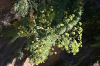06-07-2009 : Tenerife, Jour 05, la Ladera de Güimar, Mirador Don Martin, Corona Forestal