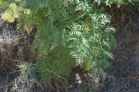 06-07-2009 : Tenerife, Jour 05, la Ladera de Güimar, Mirador Don Martin, Corona Forestal