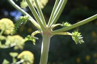 06-07-2009 : Tenerife, Jour 05, la Ladera de Güimar, Mirador Don Martin, Corona Forestal