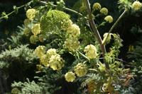 06-07-2009 : Tenerife, Jour 05, la Ladera de Güimar, Mirador Don Martin, Corona Forestal
