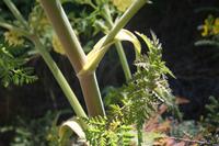 06-07-2009 : Tenerife, Jour 05, la Ladera de Güimar, Mirador Don Martin, Corona Forestal