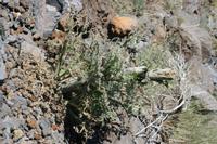 05-27-2009 : La Palma, Jour 05, Roque de los muchachos, Caldera de Taburiente, Observatoires, El Time