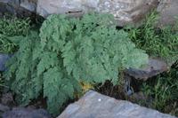 05-27-2009 : La Palma, Jour 05, Roque de los muchachos, Caldera de Taburiente, Observatoires, El Time
