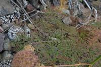 05-26-2009 : La Palma, Jour 04, Coulée de lave, Fuencaliente, Volcan Teneguia