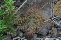 05-26-2009 : La Palma, Jour 04, Coulée de lave, Fuencaliente, Volcan Teneguia