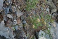 05-26-2009 : La Palma, Jour 04, Coulée de lave, Fuencaliente, Volcan Teneguia
