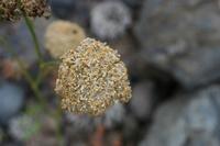05-26-2009 : La Palma, Jour 04, Coulée de lave, Fuencaliente, Volcan Teneguia