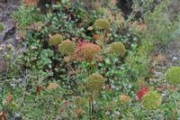 05-26-2009 : La Palma, Jour 04, Coulée de lave, Fuencaliente, Volcan Teneguia