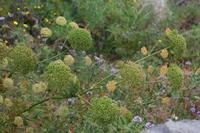 05-26-2009 : La Palma, Jour 04, Coulée de lave, Fuencaliente, Volcan Teneguia