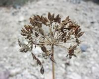 06-12-2001 : Tenerife, Jour 03, Barranco del infernio près d'Adeje