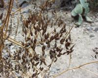 06-12-2001 : Tenerife, Jour 03, Barranco del infernio près d'Adeje