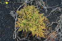 05-26-2009 : La Palma, Jour 04, Coulée de lave, Fuencaliente, Volcan Teneguia