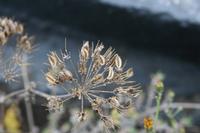 05-26-2009 : La Palma, Jour 04, Coulée de lave, Fuencaliente, Volcan Teneguia