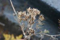 05-26-2009 : La Palma, Jour 04, Coulée de lave, Fuencaliente, Volcan Teneguia