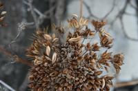 05-26-2009 : La Palma, Jour 04, Coulée de lave, Fuencaliente, Volcan Teneguia