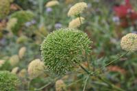 05-26-2009 : La Palma, Jour 04, Coulée de lave, Fuencaliente, Volcan Teneguia