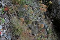 05-26-2009 : La Palma, Jour 04, Coulée de lave, Fuencaliente, Volcan Teneguia