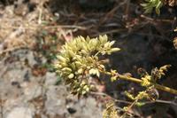 05-29-2009 : La Palma, Jour 07, Barlovento, Fuente de los Poleos